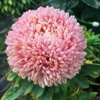   Chrisantella Pink Mother-of-Pearl - 10 .