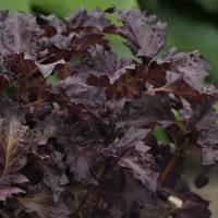  Purple Ruffles - 10 .