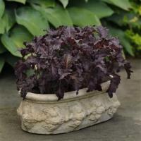  Purple Ruffles - 10 .