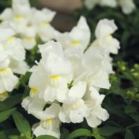  () Snappy F1 White - 10 .