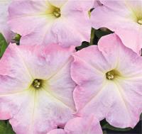    SUCCESS! Light Pink Morn. ! - 5 .