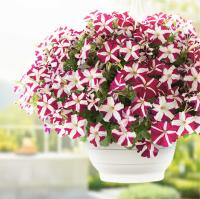    SUCCESS! Magenta Star. ! - 5 .