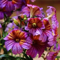  Royale F1 Purple Bicolour - 5 .
