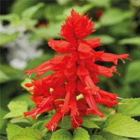   Reddy lime leaved red. ! - 10 .