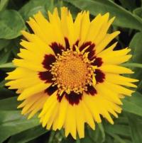   Sunfire - 5 .
