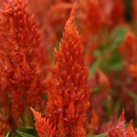  Sunday Bright Orange - 3 