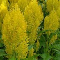   Sunday Yellow Imp. - 3 