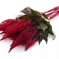   Sunday Red Imp. - 3 