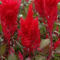   Sunday Red Imp. - 3 
