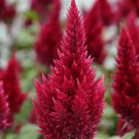   Sunday Wine Red - 3 