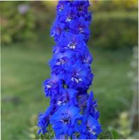  Sapphire Jewels. ! - 3 .