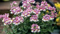  Seventh Heaven F1 Lavender Bicolour - 5 .