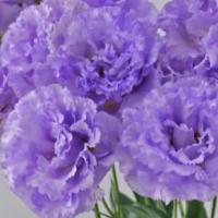 F1 Celeb 2 Amethyst - 5 .