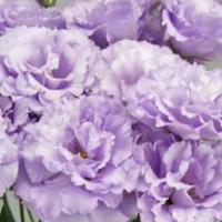  F1 Celeb 2 Deep Lavender - 5 .