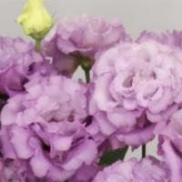  F1 Celeb 2 Grape - 5 .