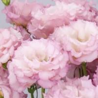  F1 Celeb 2 Pearl Pink - 5 .