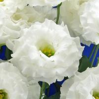  F1 Celeb 2 White - 5 .