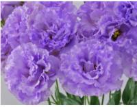  F1 Celeb 2 Amethyst - 5 .