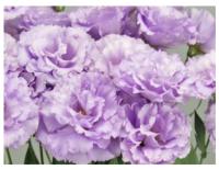  F1 Celeb 2 Deep Lavender - 5 .