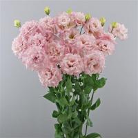  F1 Celeb 2 Extra Pink - 5 .