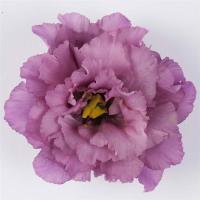  F1 Celeb 2 Grape - 5 .