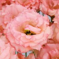  F1 Celeb 2 Honey Pink - 5 .