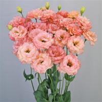  F1 Celeb 2 Honey Pink - 5 .