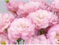  F1 Celeb 2 Pearl Pink - 5 .