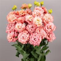  F1 Celeb 2 Salmon Pink - 5 .