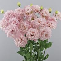  F1 Celeb 2 Extra Pink - 5 .