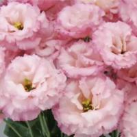  F1 Celeb 2 Pink - 5 .