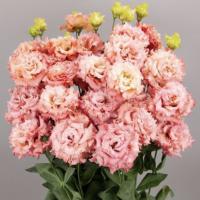  F1 Celeb 2 Salmon Pink - 5 .