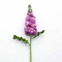    Centum Pink - 10 .