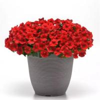    SHOCK WAVE Red Improved. ! - 5 .