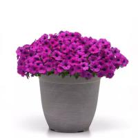    SHOCK WAVE Violet. ! - 5 .
