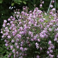   Sibella Lilac - 10 .