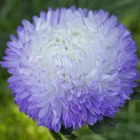   Balloon Silver blue - 10 .