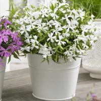   Silky White. ! - 5 .