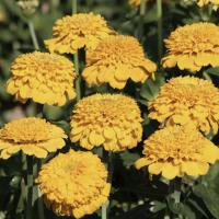  Zinderella Yellow - 5 .