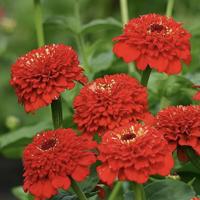   Zinderella Red - 5 .