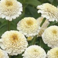   Zinderella White - 5 .