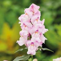   () Snappy F1 Orchid - 10 .