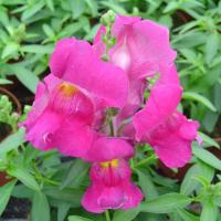   () Snappy F1 Lavender - 10 .