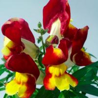   () Snappy F1 Red and yellow - 10 .