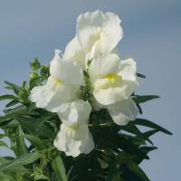   () Snappy F1 White - 10 .
