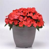  F1 Solarscape Salmon Punch. ! - 3 .