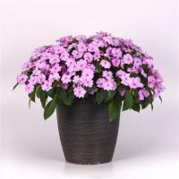   F1 Solarscape XL Lilac Spark. ! - 3 .