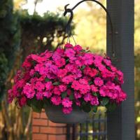   F1 Solarscape Magenta Bliss. ! - 3 .