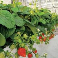 ��������� ������������ ������ F1. �������! - 3 ��.