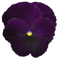   Spring Matrix F1 Purple - 5 .